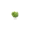 Click & Grow - Click & Grow Refill Basilico - Coltelleria Lorenzi Milano