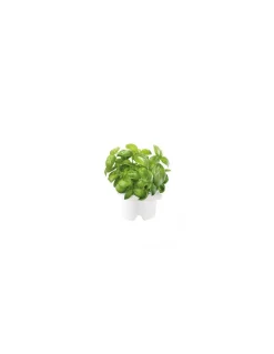 Click & Grow - Click & Grow Refill Basilico - Coltelleria Lorenzi Milano