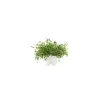 Click & Grow - Click & Grow Refill Timo - Coltelleria Lorenzi Milano