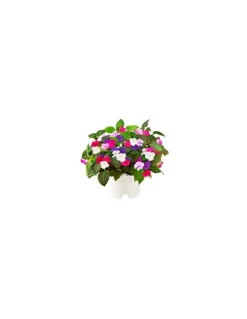 Click & Grow - Click & Grow Refill Busy Lizzy - Coltelleria Lorenzi Milano