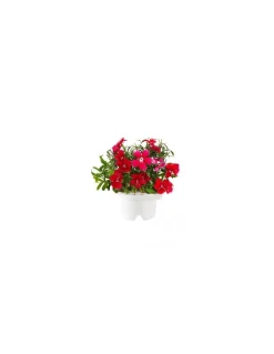 Click & Grow - Click & Grow Refill China Pink  - Coltelleria Lorenzi Milano