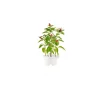 Click & Grow - Click & Grow Refill Peperoncino - Coltelleria Lorenzi Milano