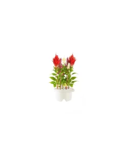 Click & Grow - Click & Grow Refill Cockscomb (Cresta di Gallo) - Coltelleria Lorenzi Milano