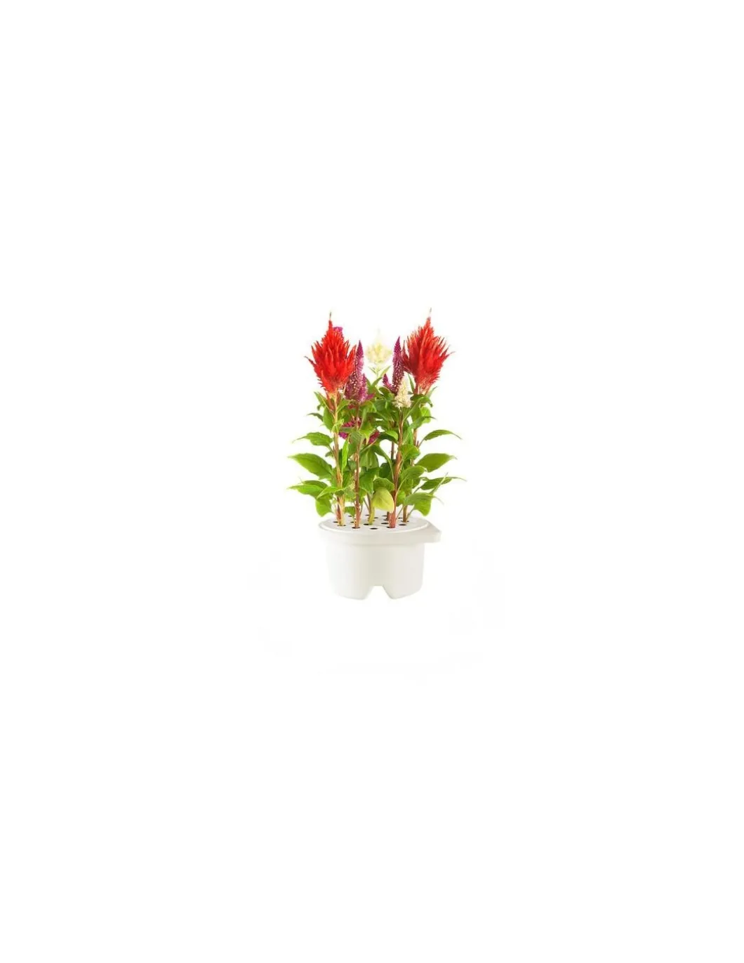 Click & Grow - Click & Grow Refill Cockscomb (Cresta di Gallo) - Coltelleria Lorenzi Milano