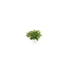 Click & Grow - Click & Grow Refill Melissa - Coltelleria Lorenzi Milano