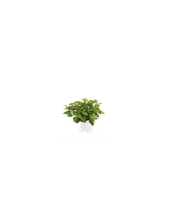 Click & Grow - Click & Grow Refill Melissa - Coltelleria Lorenzi Milano