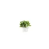 Click & Grow - Click & Grow Refill Lamb's Ear - Coltelleria Lorenzi Milano