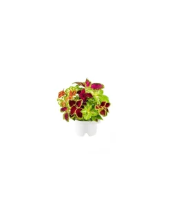 Click & Grow - Click & Grow Refill Coleo CGRFPN - Coltelleria Lorenzi Milano