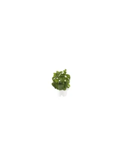 Click & Grow - Click & Grow Refill Stevia - Coltelleria Lorenzi Milano
