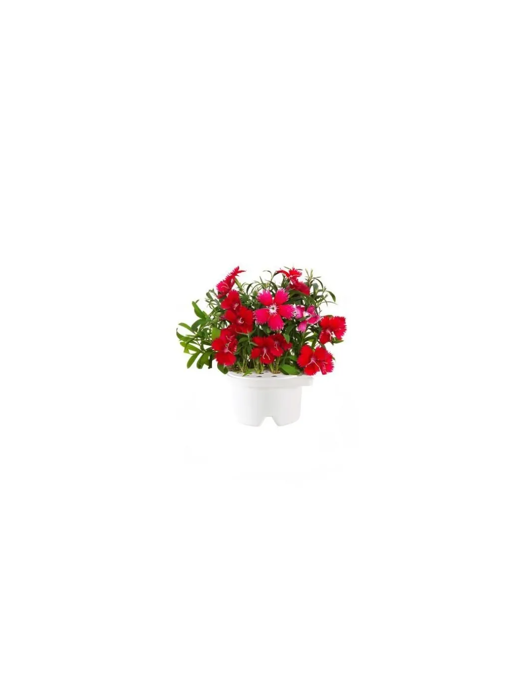 Click & Grow - Click & Grow Refill China Pink - Coltelleria Lorenzi Milano